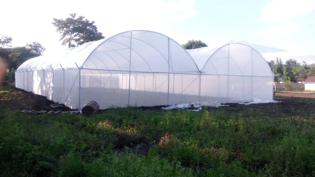 Greenhouse Farming by Dattieko Investment Ltd Transforming Modern Agriculture in Tanzania